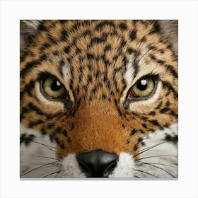 Cheetah Canvas Print