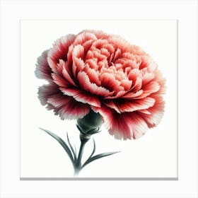 Carnation Flower 7 Canvas Print