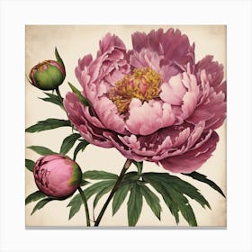 Pink Peony 1 Canvas Print