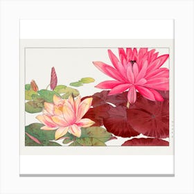 Water Lilies Canvas Print