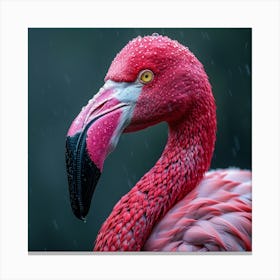 Flamingo In The Rain 1 Canvas Print