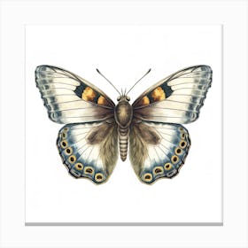 Butterfly 12 Canvas Print