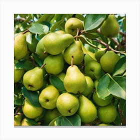 Pears On A Tree Canvas Print