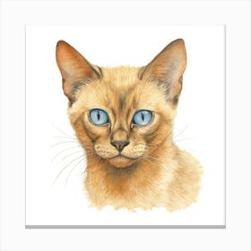 Burmese Champagne Cat Portrait Canvas Print