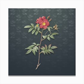 Vintage Rosa Redutea Glauca Botanical on Slate Gray Pattern n.1117 Canvas Print