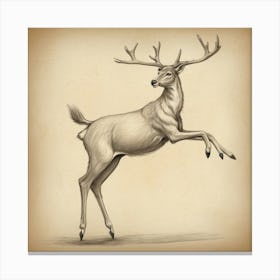 Deer Drawing 16 Canvas Print