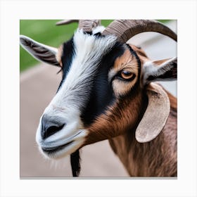 Goat Portait Canvas Print