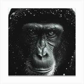Chimpanzee Closeup Stippling Style Canvas Print