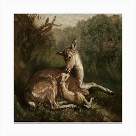 Deer And A Fawn Canvas Print