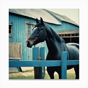 Black Horse Canvas Print