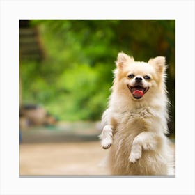 Pomeranian Dog Canvas Print