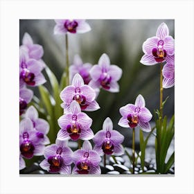 Orchids 9 Canvas Print