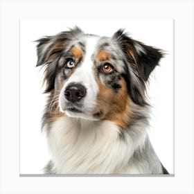 Australian Sheperd Portrait Stampe su tela