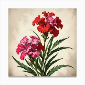 Sweet William Floral Botanical Vintage Poster Flower Art Print Canvas Print