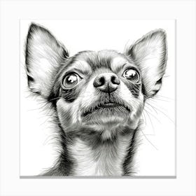 Chihuahua Canvas Print