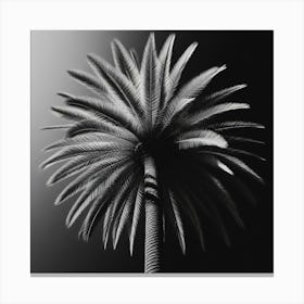 Black And White Palm Tree 3 Canvas Print