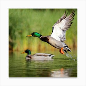 Male Anas Platyrhynchos Mallard Duck In A Vibrant Profile View Wing Extending Mid Flight Over A S Canvas Print