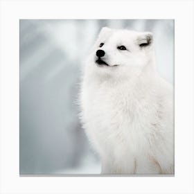 White Arctic Fox 1 Canvas Print