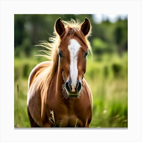 Grass Horse Mammal Animal Head Steady Offspring Beauty Riding Horse Mare Dam Cute Streng Canvas Print