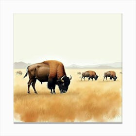 Bison In The Grass Canvas Print