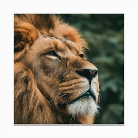 Majestic Gaze of the King of the Jungle Canvas Print