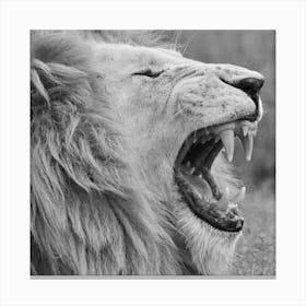 White Lion Yawning Square Canvas Print