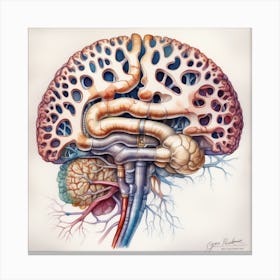 Anatomy Of The Human Brain 4 Canvas Print