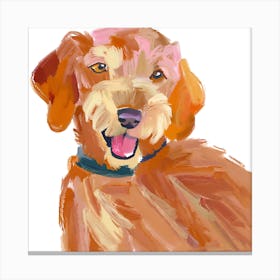 Labradoodle 04 Canvas Print