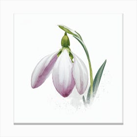 Snowdrop 1 Canvas Print