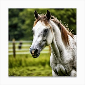 White Horse In A Field Canvas Print