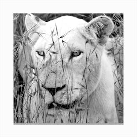 Lion Female Canvas Print