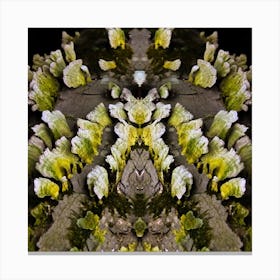 Lichen Canvas Print