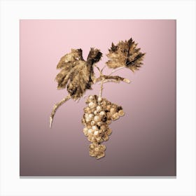Gold Botanical Grape Vine on Rose Quartz n.2299 Canvas Print