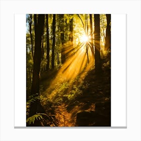 Sunbeams In The Forest 2 Canvas Print