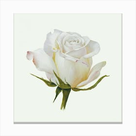 White Rose Canvas Print