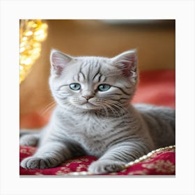 British Shorthair Kitten 2 Canvas Print