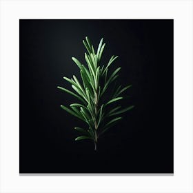 Rosemary On A Black Background Canvas Print