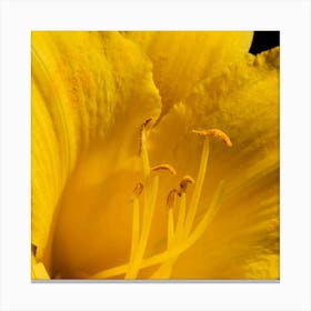 Yellow Daylily Macro Canvas Print