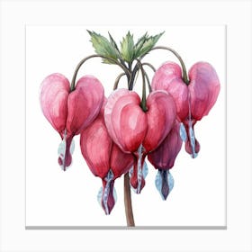 Bleeding Hearts Canvas Print