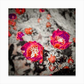 Cholla Roses Canvas Print