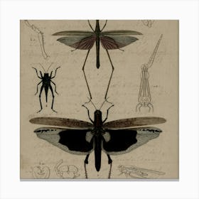 Insects And Spiders Canvas Print