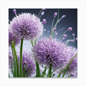 Purple Chives Canvas Print