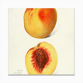 Peach 1 Canvas Print