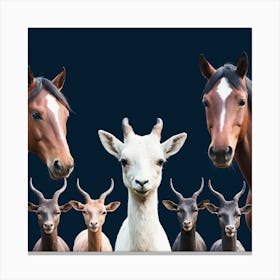 Group Of Horses And Goats 3 Canvas Print