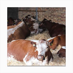 Cows In Hay Canvas Print