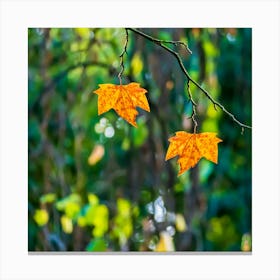 Autumn Leaves On A Branch 20231020174961rt1pub Canvas Print