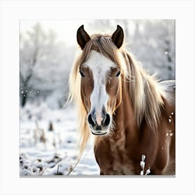 Horse Hair Pony Animal Mane Head Canino Isolated Pasture Beauty Fauna Season Farm Photo (1) Canvas Print