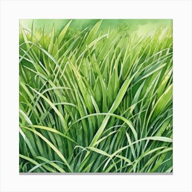 Watercolor Of Green Grass Canvas Print