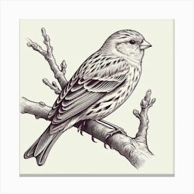 Line Art canary 3 Canvas Print