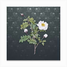 Vintage White Burnet Roses Botanical on Slate Gray Pattern n.2114 Canvas Print